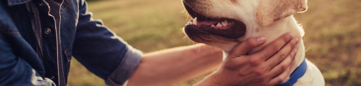 Labrador con dueño Perro, Canidae, Mamífero, Raza de perro, Labrador Retriever amarillo, Bozal, Carnívoro, Perro de compañía, Grupo deportivo, Retriever,