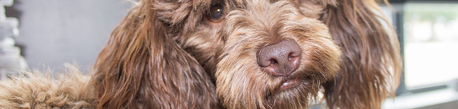 Maltipoo marrón Perro, mamífero, vertebrado, Canidae, raza de perro, carnívoro, perro parecido al perro de aguas español, Grupo deportivo, raza parecida al Lagotto romagnolo, Maltipoo adulto, perro mediano marrón para alérgicos porque es una mezcla de caniche, mezcla con caniche y perro maltés