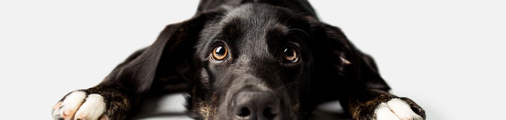 Mentiras interraciales en el suelo lindo negro y blanco de la raza mixta como Loki está acostado en el suelo, el perro que es negro y tiene patas blancas, Beagador