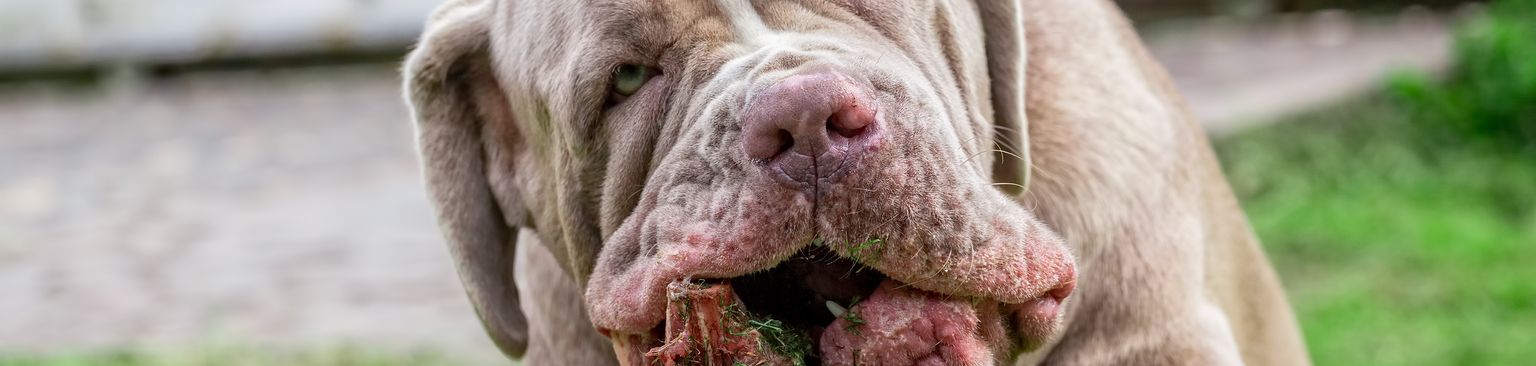 El Mastín Napolitano come perro, mamífero, vertebrado, raza de perro, canidae, mastín napolitano, carnívoro, hocico, raza similar al mastín coreano, razas de perros antiguos, perro gris come carne fresca, raza de perro italiano, perro feo con cara arrugada, gran danés