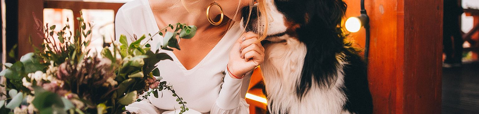 La novia besa a su perro en la boda Foto, Belleza, Perro, Canidae, Amarillo, Instantánea, Ceremonia,Boda, Perro de compañía, Perro de montaña de Berna, Perro de boda, Novia y perro