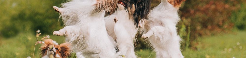 Los perros Papillon hacen de macho cuatro perros Papillon hacen de hombre en un prado y esperan la recompensa, perros pequeños blancos con orejas paradas y pelaje largo, perro inteligente