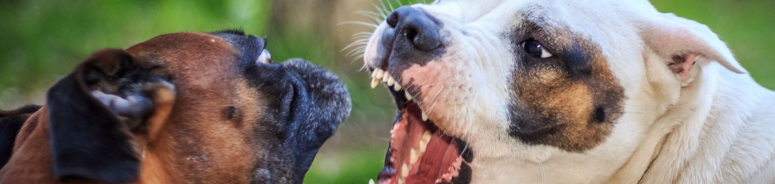 Pelea de perros entre dos perros de pelea Perro, Mamífero, Vertebrado, Raza de perro, Canidae, Hocico, Carnívoro, Nariz, Bulldog Australiano, Antiguo Bulldog Inglés, Pelea de perros, Dos gran daneses se pelean con la boca abierta mostrando los dientes, Lista de perros