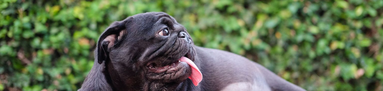 perra embarazada mamífero, vertebrado, perro, raza de perro, canidae, hocico, piel, perro de compañía, carnívoro, arrugas, perra preñada, bulldog preñado de cachorros