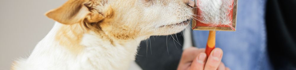Perro Furminator Cepillar el subpelo del perro, Furminator para el subpelo del perro, Adelgazar el pelo del perro, El perro pierde mucho pelo