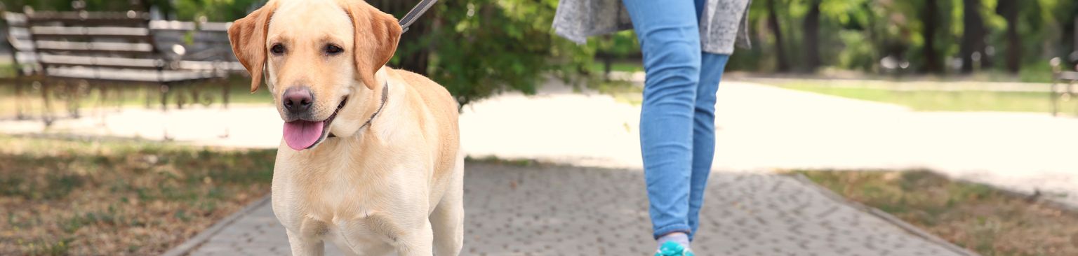 perro labrador amarillo tira de la correa Perro, raza de perro, Canidae, mamífero, correa, línea de trabajo del labrador amarillo, paseo de perros, carnívoro, grupo deportivo, paseo,