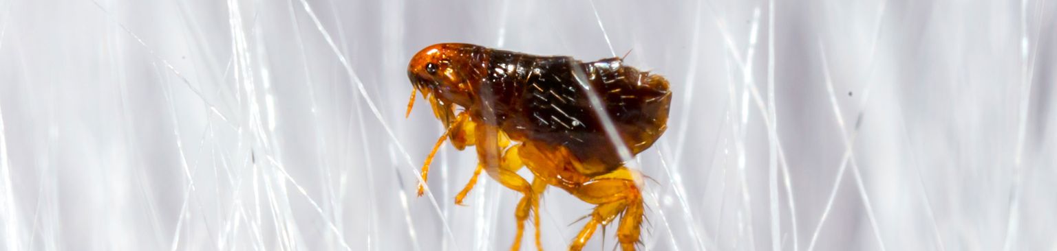 Perro pulgoso Insecto, plaga, parásito, escarabajo, invertebrado, pulga del perro, pulga en la piel del perro, pulga en el pelo