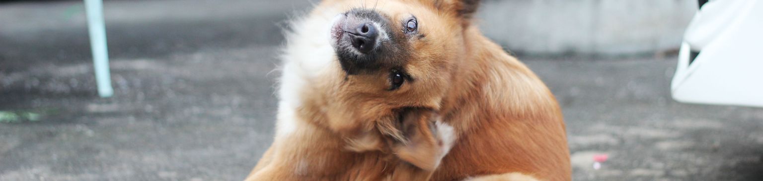 Perro rascándose la oreja Mamífero, vertebrado, Canidae, perro, raza de perro, hocico, carnívoro, grupo deportivo, cervatillo, perro de compañía, causas del dolor de oídos en los perros, el perro se rasca la oreja, picazón en las orejas del perro, perro marrón mediano con pelaje largo y orejas puntiagudas