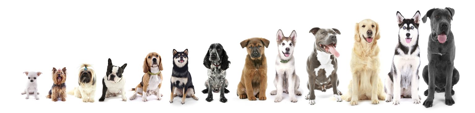 vertebrado, raza de perro, mamífero, Canidae, perro, carnívoro, razas de perro antiguas, figura animal, american pit bull terrier, cachorro, diferentes perros listados por tamaño, chihuahua a dogge