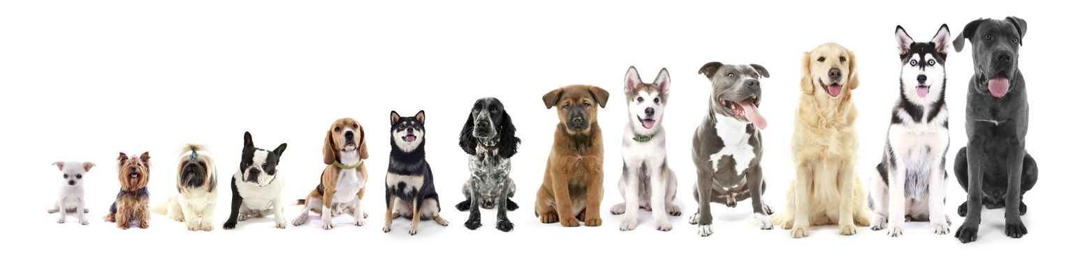 perros por tamaños vertebrado, raza de perro, mamífero, Canidae, perro, carnívoro, razas de perro antiguas, figura animal, american pit bull terrier, cachorro, diferentes perros listados por tamaño, chihuahua a dogge
