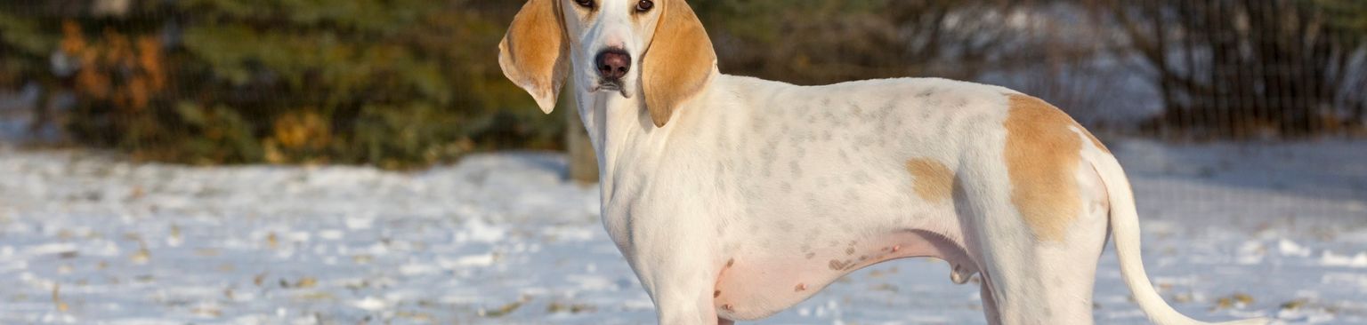Perro Porcelaine de Francia, perro rojo y blanco, raza esbelta, perro francés, perro de caza grande, perro con orejas caídas muy largas, Chien de Franche-Comté, perro blanco de raza grande