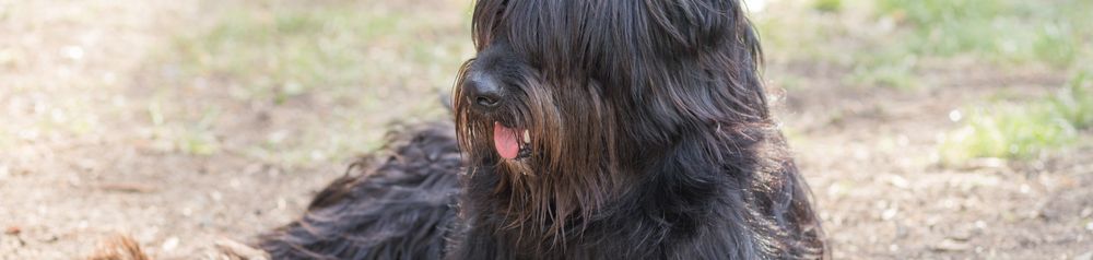 Schapendoes oscuros con patas blancas Schapendoes oscuro con patas blancas, perro holandés