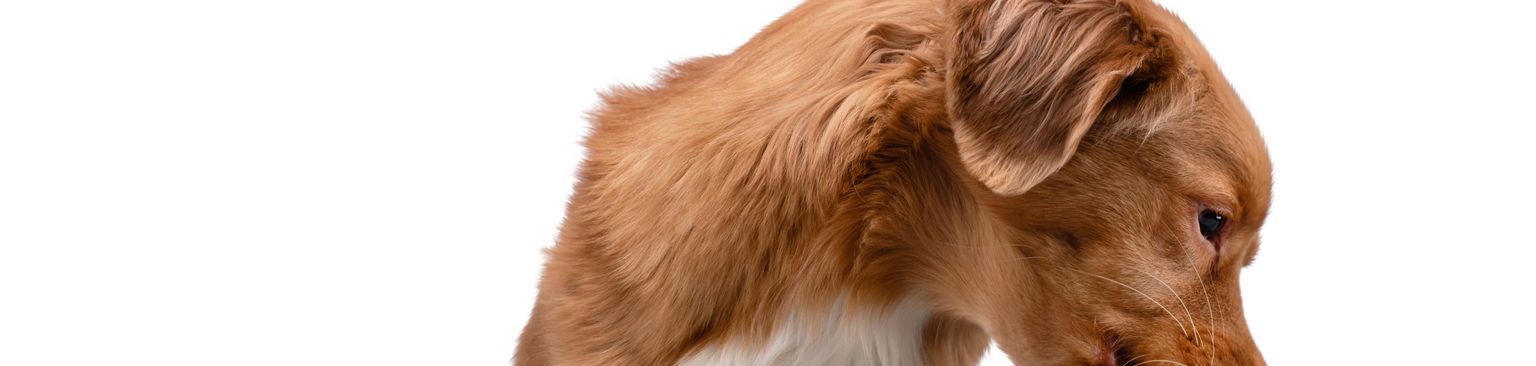 Nourriture sèche Nourriture humide Chien, Canidae, race de chien, carnivore, chien de compagnie, Groupe sportif, aliments pour animaux, Nova Scotia duck toll retriever, chiot, aliments en conserve ou plutôt aliments secs, comparaison des aliments pour le chien, acheter des aliments humides pour le chien