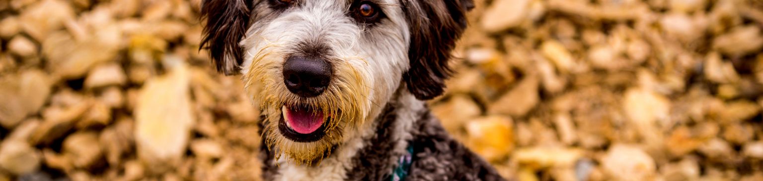 Aussiedoodle s'assoit sur la terre chien, vertébré, race de chien, canidé, mammifère, carnivore, muselière, groupe sportif, Aussiedoodle gris assis sur le sol