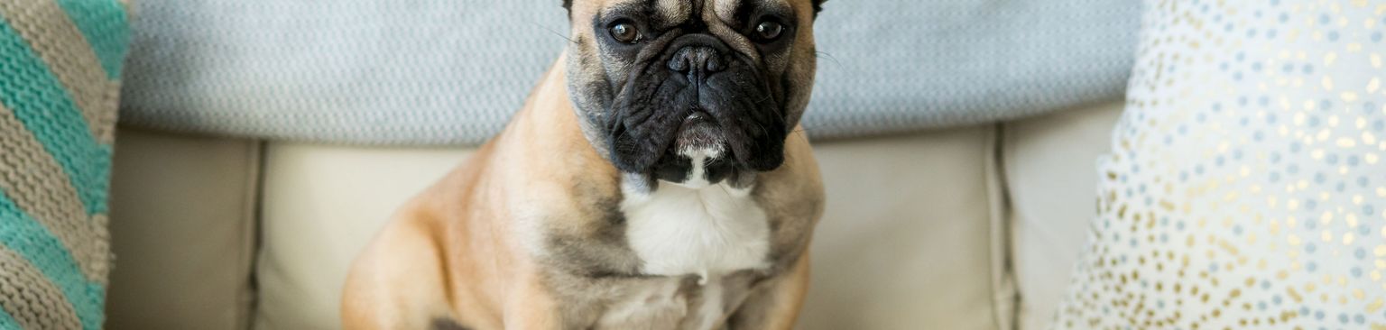 Bouledogue français fauve sur le canapé Chien, mammifère, vertébré, race de chien, Canidae, bouledogue français fauve, bouledogue, chien de compagnie, museau, carnivore,