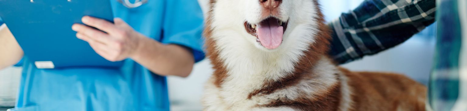 husky brun chez le vétérinaire Husky sibérien brun et blanc, mammifère, chien, Canidae, race similaire au Malamute d'Alaska, Husky de Sakhaline brun, chien de traîneau, carnivore, race canine, race similaire au chien-loup,