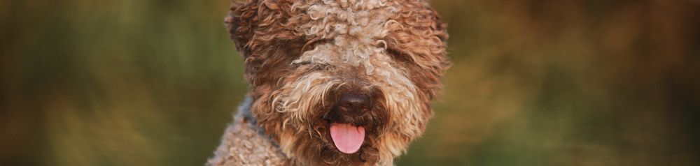 chien italien Lagotto Romagnolo en brun clair et brun foncé, chien avec des boucles, poil frisé, chien de chasse à la truffe
