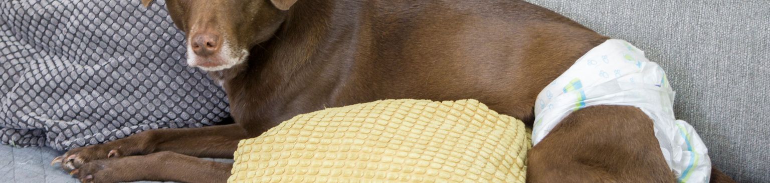 chien marron avec une couche chien avec une couche couché sur le canapé, chienne enceinte avec une couche, chien portant une couche après une opération, chien incontinent, incontinence chez le chien, vieux chien brun, gros chien brun à poil court