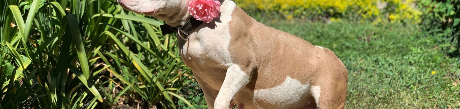 chienne de service enceinte chien, mammifère, vertébré, canidé, race de chien, bulldog anglais, bulldog américain, carnivore, pitbull, american staffordshire terrier enceinte, petit chien marron blanc