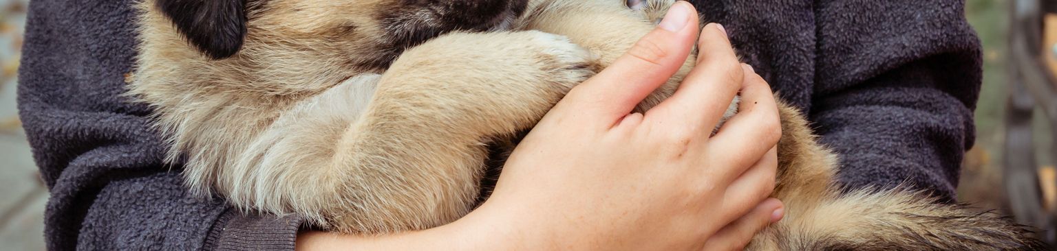 Chiot Sarplaninac vertébré, chien, mammifère, canidé, race de chien, chiot, amour des chiots, carnivore, chiot sarplaninac, petit chien fauve