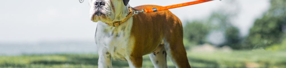 Bulldog continental en laisse jeune chien Jeune chien bulldog continental en laisse orange se tenant dans un pré, chien de taille moyenne, chien similaire au bulldog français