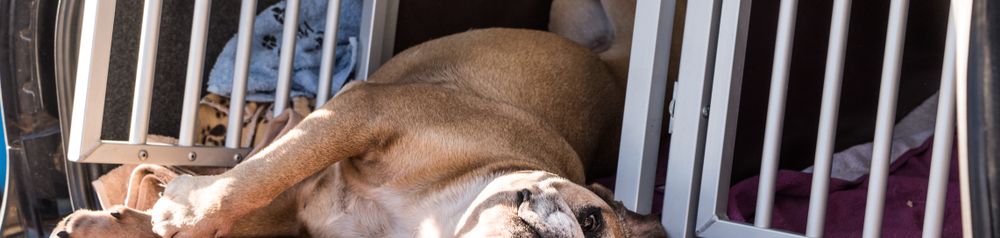 Bulldog continental dans une boîte de transport en voiture Boîte de transport pour chiens en aluminium dans la voiture, boîte de voiture pour chiens, Bouledogue continental se couche drôlement sur la boîte de transport ouverte, chien débutant marron, HUnderasse drôle