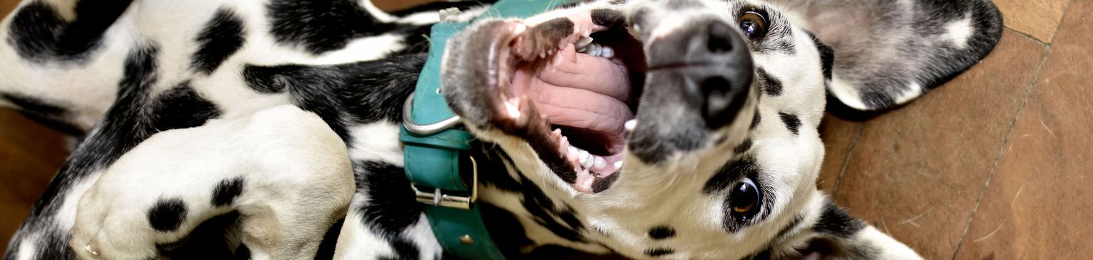 Chiot dalmatien jouant sur le sol Mammifère, Vertébré, Chien, Canidé, Race de chien, Dalmatien rit et se couche sur le sol, Carnivore, Groupe non sportif, Museau, Chien semblable au dogue allemand,