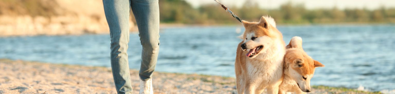 Deux Akita Inu marchant sur la plage avec une laisse. Chien, mammifère, vertébré, Canidae, race de chien, laisse, carnivore, promenade du chien, chien de compagnie, Akita Inu marchant sur la plage