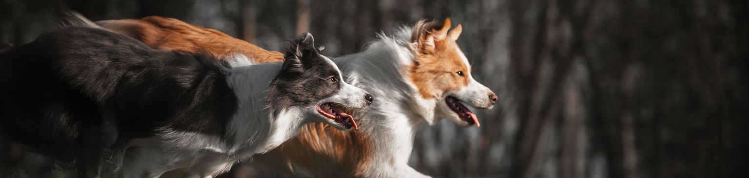 deux boarder collie courant dans la forêt mammifère, vertébré, chien, canidé, race de chien, carnivore, collie, deux collie boarder courant dans un pré en forêt