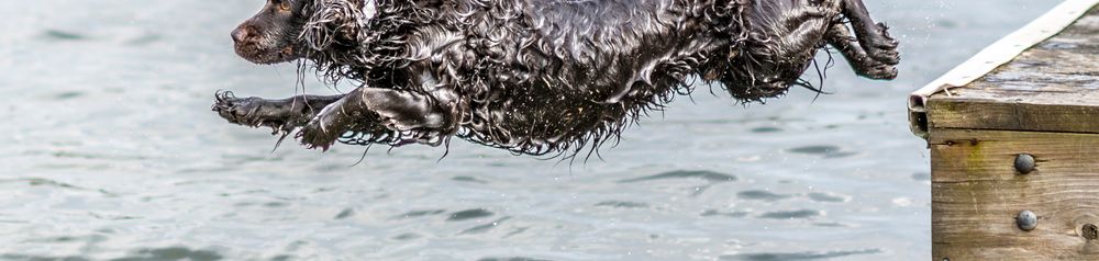 L'épagneul boykinois rebondit dans l'eau L'épagneul boykinois rebondit dans l'eau