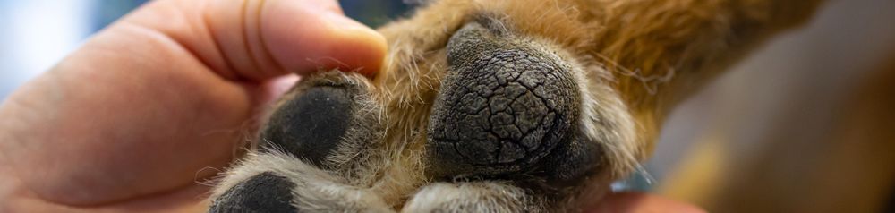 pattes gercées Main, race de chien, doigt, carnivore, fauve, moustaches, museau, félidé, ongle, gros plan,