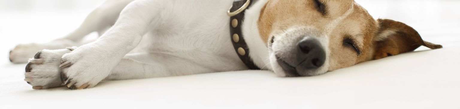 Jack Russell qui dort Mammifère, Vertébré, Chien, Canidae, Race de chien, Museau, Carnivore, Chiot, Chien de compagnie, Patte,