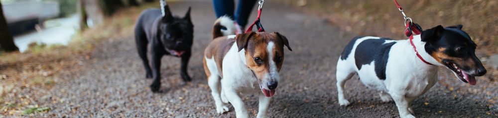 Chiens en laisse trois chiens en laisse, garder ensemble un teckel et un bouledogue français, se promener en forêt avec trois chiens