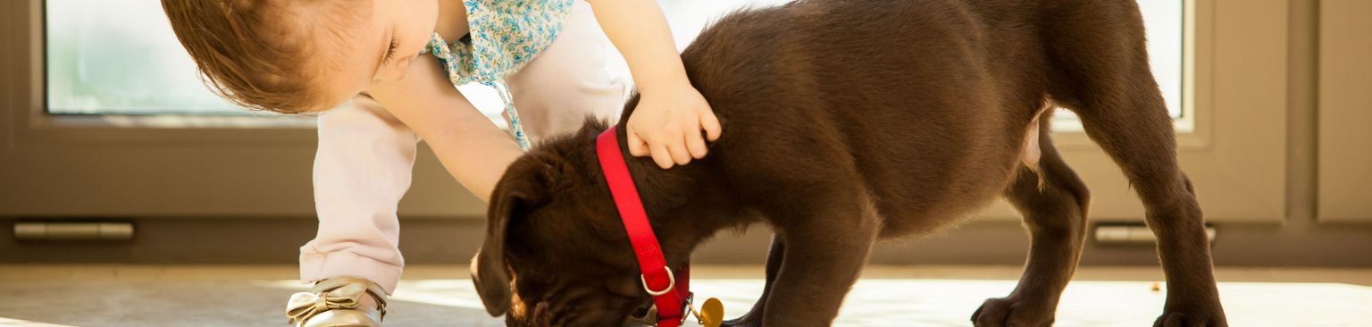 Un petit chien brun mange de la nourriture sèche dans un bol en acier inoxydable avec un collier rouge, une petite fille tient le chien par le cou, la nourriture est partout sur le sol.