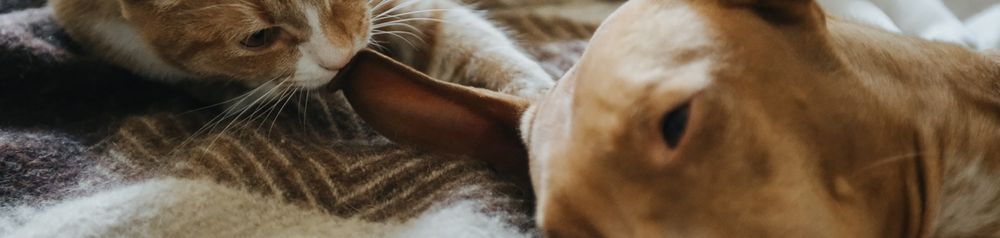 Chien pharaon avec chat Chien pharaon avec chat au lit, chien et chat sont amis, chien brun de taille moyenne avec peu de poils et de très grandes oreilles, oreilles dressées