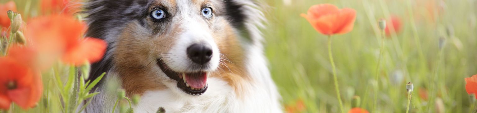 Sheltie dans le champ de coquelicots Mammifère, vertébré, chien, race de chien, Canidae, carnivore, race similaire au Colley australien, chien de compagnie, chien similaire au Border Collie, museau, chien de berger des Shetland appelé Sheltie est un petit chien tricolore souvent de couleur merle et très similaire à un Berger australien ou à un Border Collie, chien aux yeux bleus