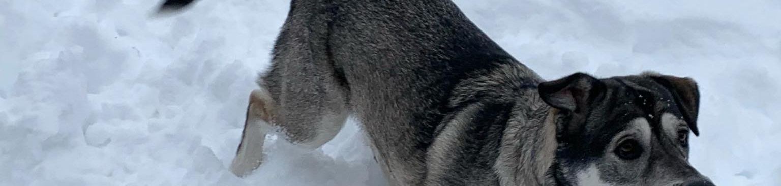 Alaskan Malador © Janine Anselment Schnee,Hund,Wirbeltier,Fleischfresser,Säugetier,Hunderasse,Gefrieren,Winter,Schwanz,Eiskappe,
