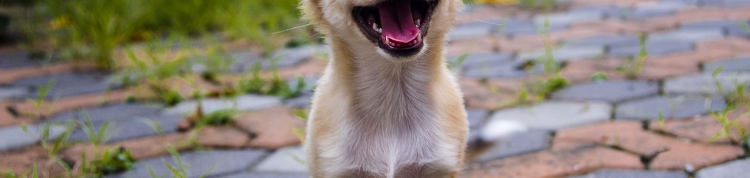 barna fehér Chihuahua kölyök hosszúszőrű Kutya, Emlős, Gerinces, Canidae, Kutyafajta, Welsh Pembroke Corgi-hoz hasonló fajta, Welsh Corgi-hoz hasonló kutya, Húsevő, Chihuahua hosszúszőrű barna barna fehér