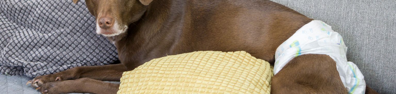 kutya pelenkával fekszik a kanapén, terhes szuka pelenkával, műtét után kutya visel pelenkát, inkontinens kutya, inkontinencia kutya, régi barna kutya, nagy barna kutya rövid szőrrel