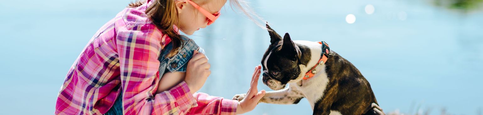 Boston Terrier megtanulja Mancs Trükk Kutya, Canidae, Kutyafajta, Szórakozás, húsevő, Vakáció, Játék, Fajtához hasonló francia bulldog, Nem sport csoport, Kutyasétáltatás, Bonston terrier ül a földön egy lánnyal és megtanulja a High Five és a Mancs trükkjét