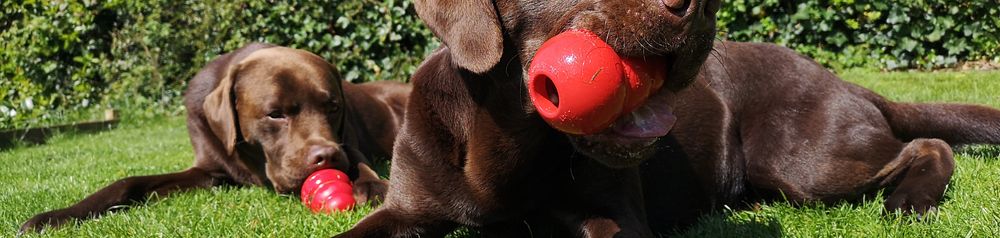 Kong receptek Labrador Receptek a piros Kong a Labrador és a nagy kutyafajták számára, barna Labrador szereti Kong, Kong töltse ki, hogyan kell ezt csinálni