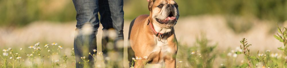 Kontinentális bulldog most tanul vezetni Kutya megtanulja a Maradj parancsot, kontinentális bulldog áll a réten a gazdájával, közepes kutyafajta rövid szőrrel, kezdő kutya, bulldoghoz hasonló kutya
