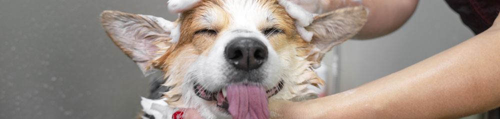corgi fürdik, sampon kutyuson, kutyus zuhany, kutyus mutatja a nyelvét a fejzuhany alatt