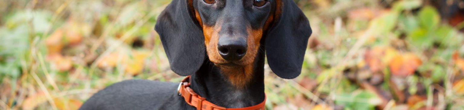 Tacskó loh Kutya, emlős, gerinces, kutyafajta, Canidae, ragadozó, tacskó osztrák fekete és barna kutya, vadászkutya, kopó, barna tacskó, dobermannhoz hasonló kutya
