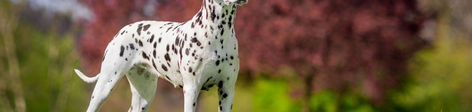 Dalmata a réten kutya, dalmata, emlős, gerinces, kutyafélék, kutyafajta, húsevő, nem sportos csoport, szájkosár, sportos csoport, dalmata szuka a réten, dalmata szuka a réten
