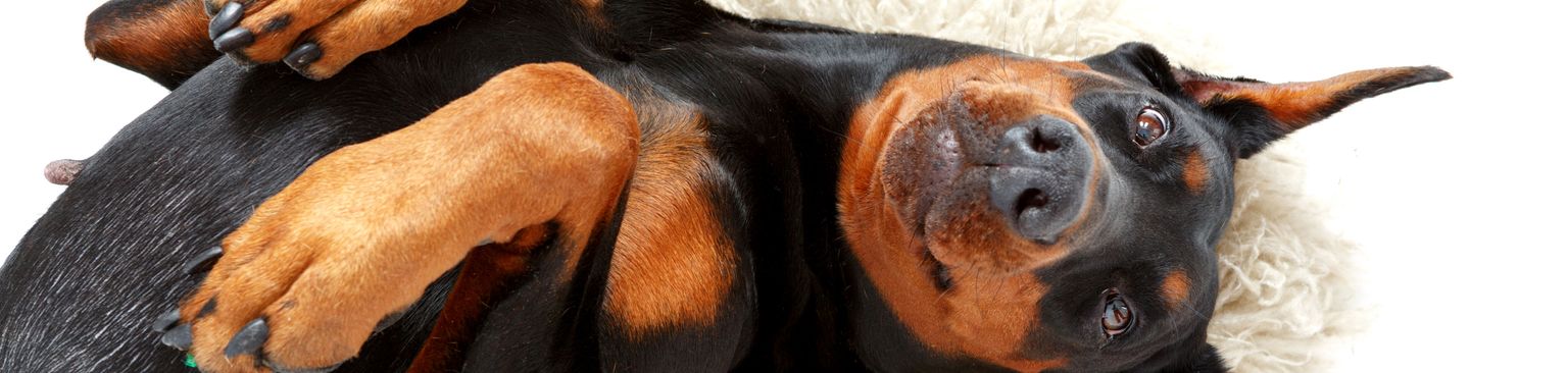 Dobermann szúrós fülekkel Canidae, kutya, kutyafajta, Doberman szúrós fülű barna, szájkosár, pinscherhez hasonló fajta, húsevő, házőrző kutya, rottweilerhez hasonló kutya, mancs,