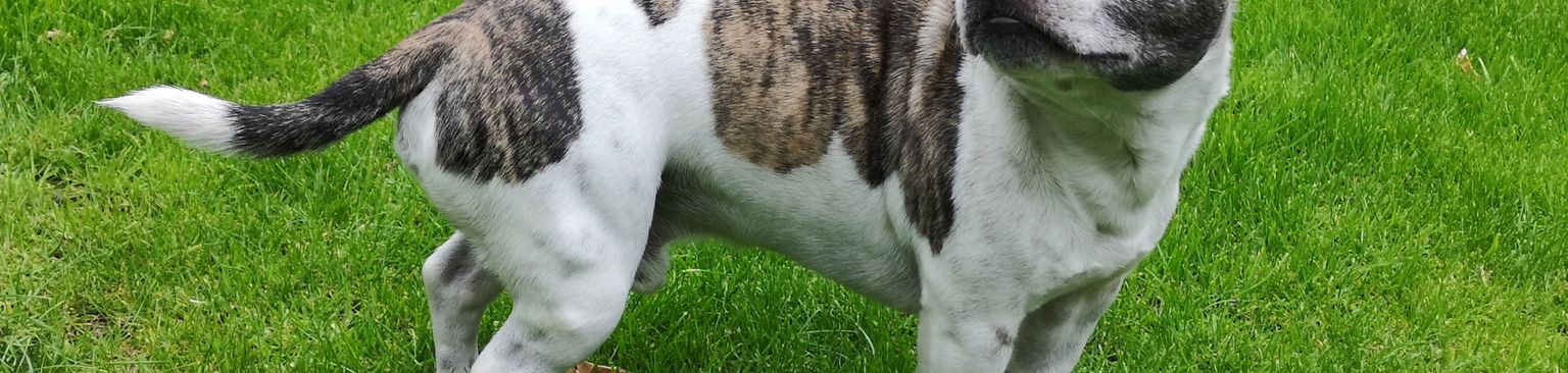 Frechie és Chihuahua Korcs Kutya, Emlős, Gerinces, Kutyafajta, Canidae, Ragadozó, Társas kutya, Korcs francia bulldog, Fű, Orr, Chihuahua Korcs szúrós fülű és makréla korcs