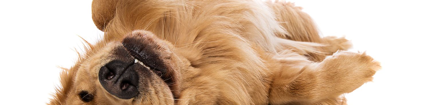 Golden Retriever nevet a hátán Kutya, Canidae, Kutyafajta, Kiskutya, Világosbarna golden retriever, Ragadozó, Sportos csoport, Társas kutya, Száj, Mancs, Nagy barna kutya hosszú szőrrel