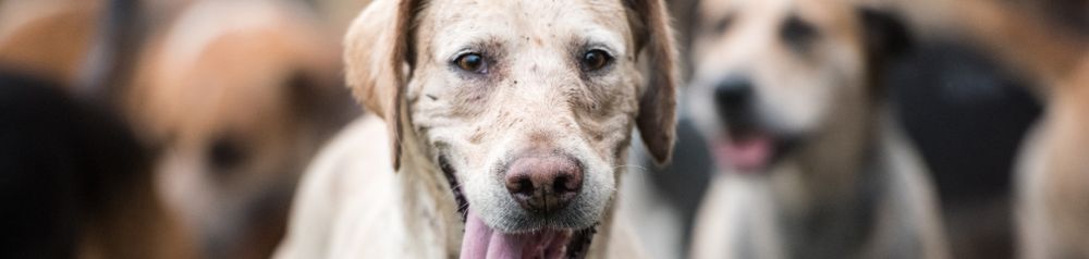 világos színű angol Foxhound könnyű angol Foxhound, vadászkutya fajta, vadászkutya Angliából pontokkal, hosszú nyelvű kutya, falkás, kutyafalka, kutyafalka