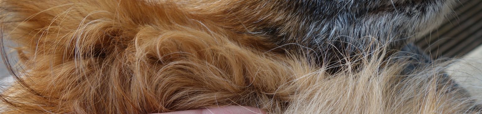 Kullancs a kutya nyakán kutya, kutyafélék, kutyafajta, húsevő, szájkosár, társas kutya, ausztrál terrier, norwichi terrier, terrier, terrier, kölyökkutya, hosszú szőrű kutya kullancs van a nyakán, kutya kullancs, kullancscsípés kutyában